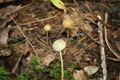 Mycena epipterygia