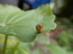 Celyphus difficilis