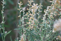 Pterocaulon virgatum