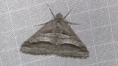 Digrammia continuata