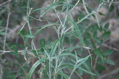 Pterocaulon virgatum