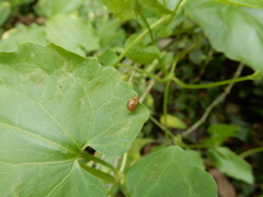 Celyphus difficilis
