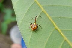 Theridion quadratum