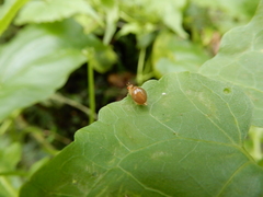 Celyphus difficilis