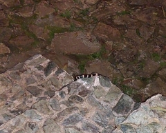 Tropidodipsas fasciata image