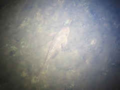 Hypostomus
