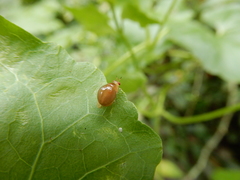 Celyphus difficilis