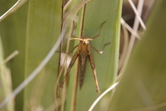 Acantherus piperatus