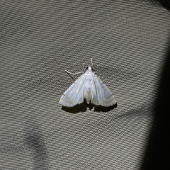 Neurophyseta