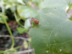 Celyphus difficilis