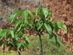 Pseudobombax cajamarcanus