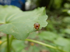 Celyphus difficilis