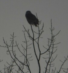 Bubo scandiacus