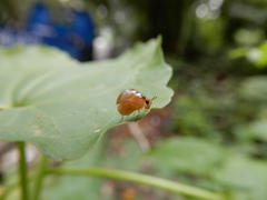 Celyphus difficilis