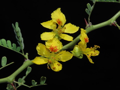 Parkinsonia praecox