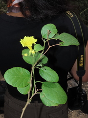 Cordia lutea