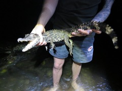 Paleosuchus trigonatus