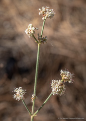 Eriogonum elatum