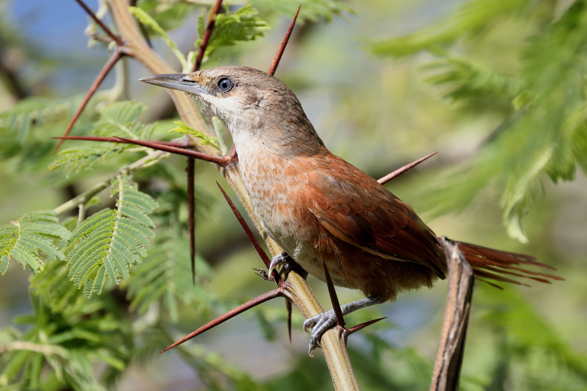 Chestnut-backed Thornbird (Phacellodomus dorsalis), photo 4