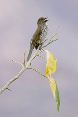 Saltator striatipectus