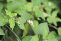 Toxomerus floralis