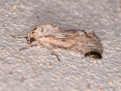 Spodoptera albula