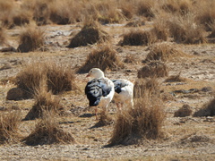 Oressochen melanopterus