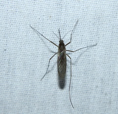 Culiseta inornata