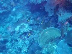 Pterocaesio randalli