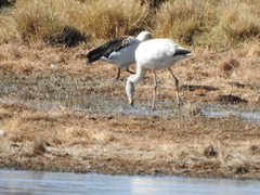 Phoenicoparrus andinus