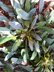 Rumex neglectus