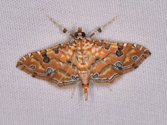 Ommatospila narcaeusalis