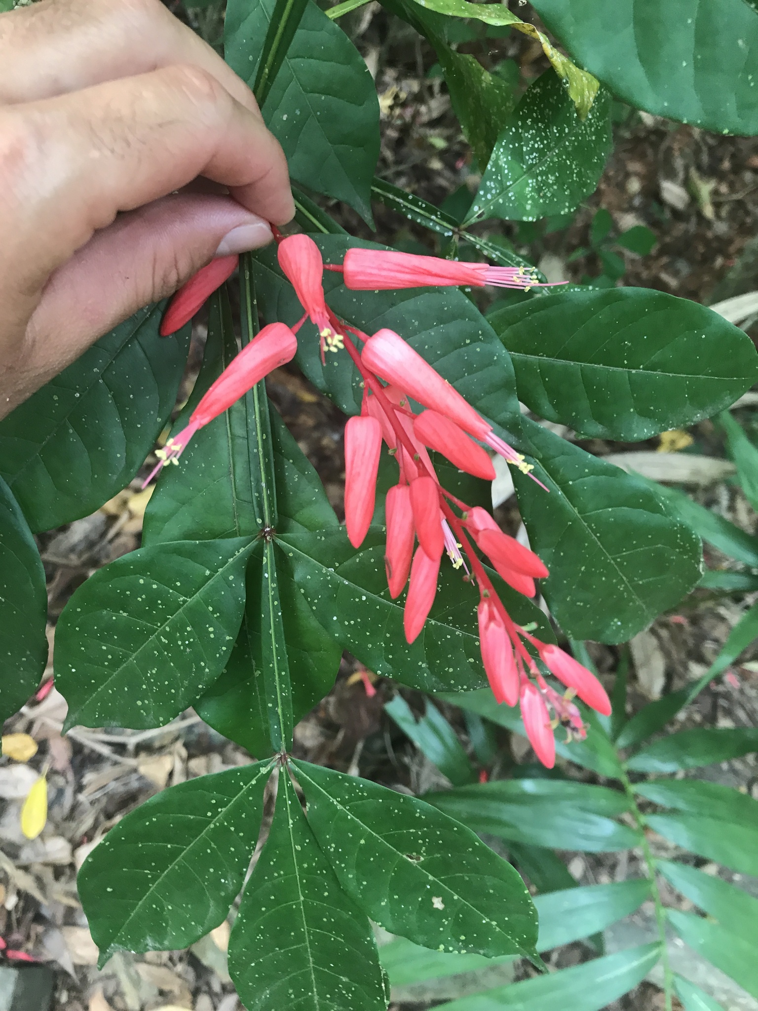 Quassia amara