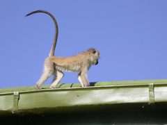 Chlorocebus pygerythrus