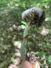 Penicillium