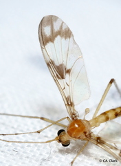 Macrocera