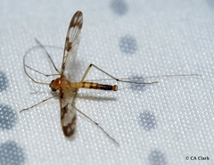 Macrocera