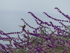 Amazilis amazilia