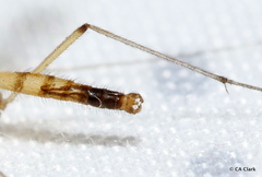 Macrocera