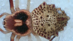 Herennia multipuncta