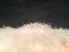 Penicillium