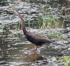 Anhinga melanogaster