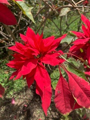 Euphorbia pulcherrima