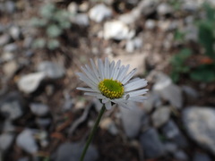 Erigeron jonesii