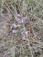 Liatris hesperelegans