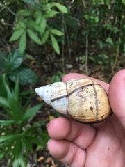 Orthalicus floridensis