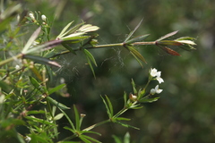 Galium rivale
