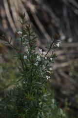 Galium rivale