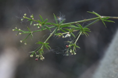 Galium rivale