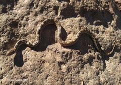 Pituophis deppei